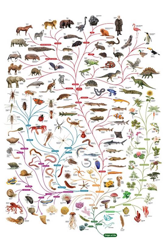 http://www.neeloofar.org/images/Charles-Darwin-tree-of-life-poster.jpg